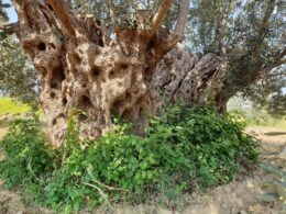 Ünlü marka tarihi zeytin ağaçlarını koruma altına alıyor!