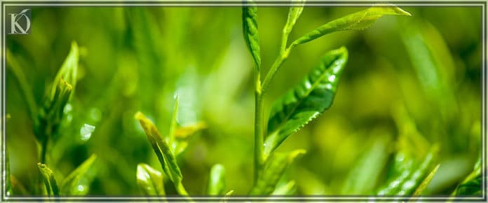 Yeşil Çay & Aloe Vera Jeli ile Hızlı Saç Uzatma