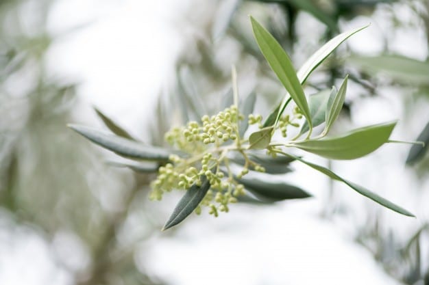 Zayıflama Zeytin yaprakları