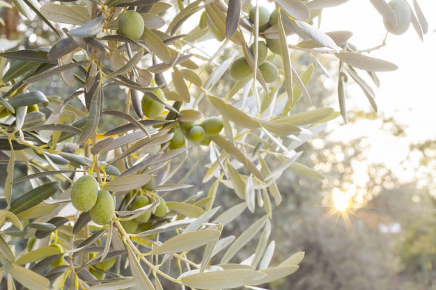 zeytin yaprağı mucizesi