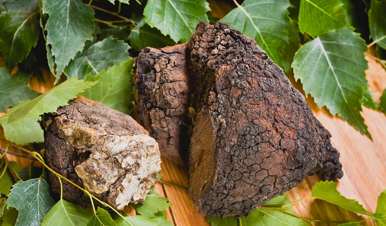 Chaga mantarı nedir? Chaga mantı çayı nasıl bulunur?