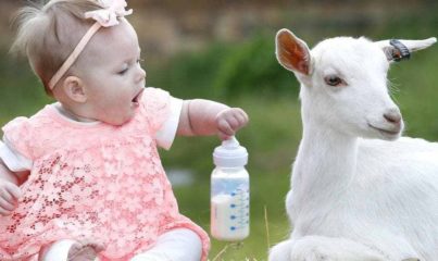 keçi sütü bebek maması tarifi