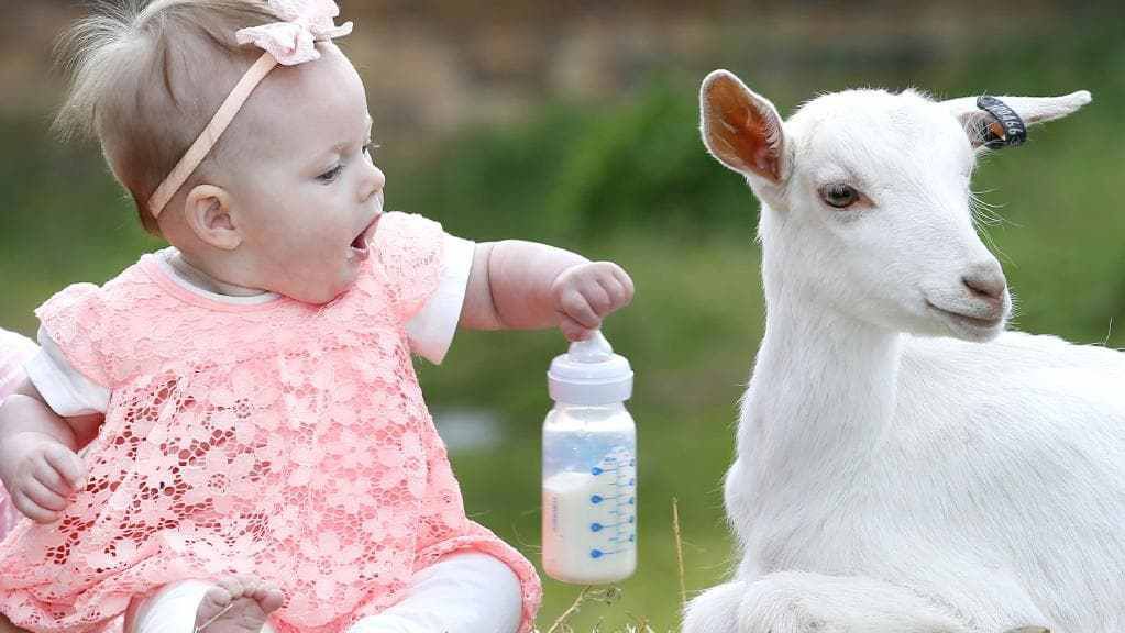 keçi sütü bebek maması tarifi