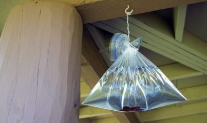 Sineklerden kurtulmanın yolları plastik su torbaları
