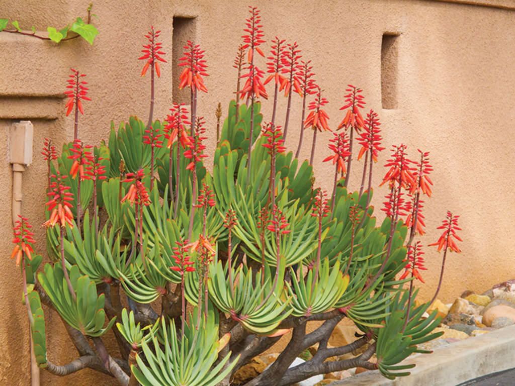 Aloe Plicatilis 