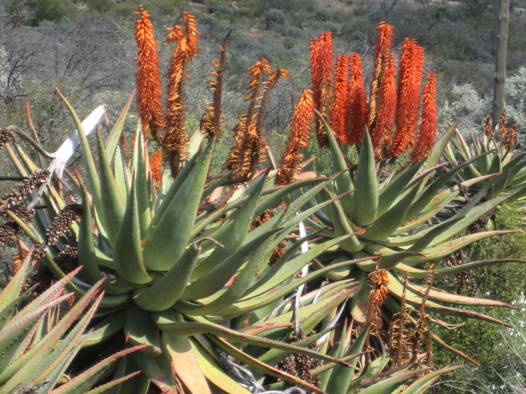Aloe Ferox veya Cape Aloe