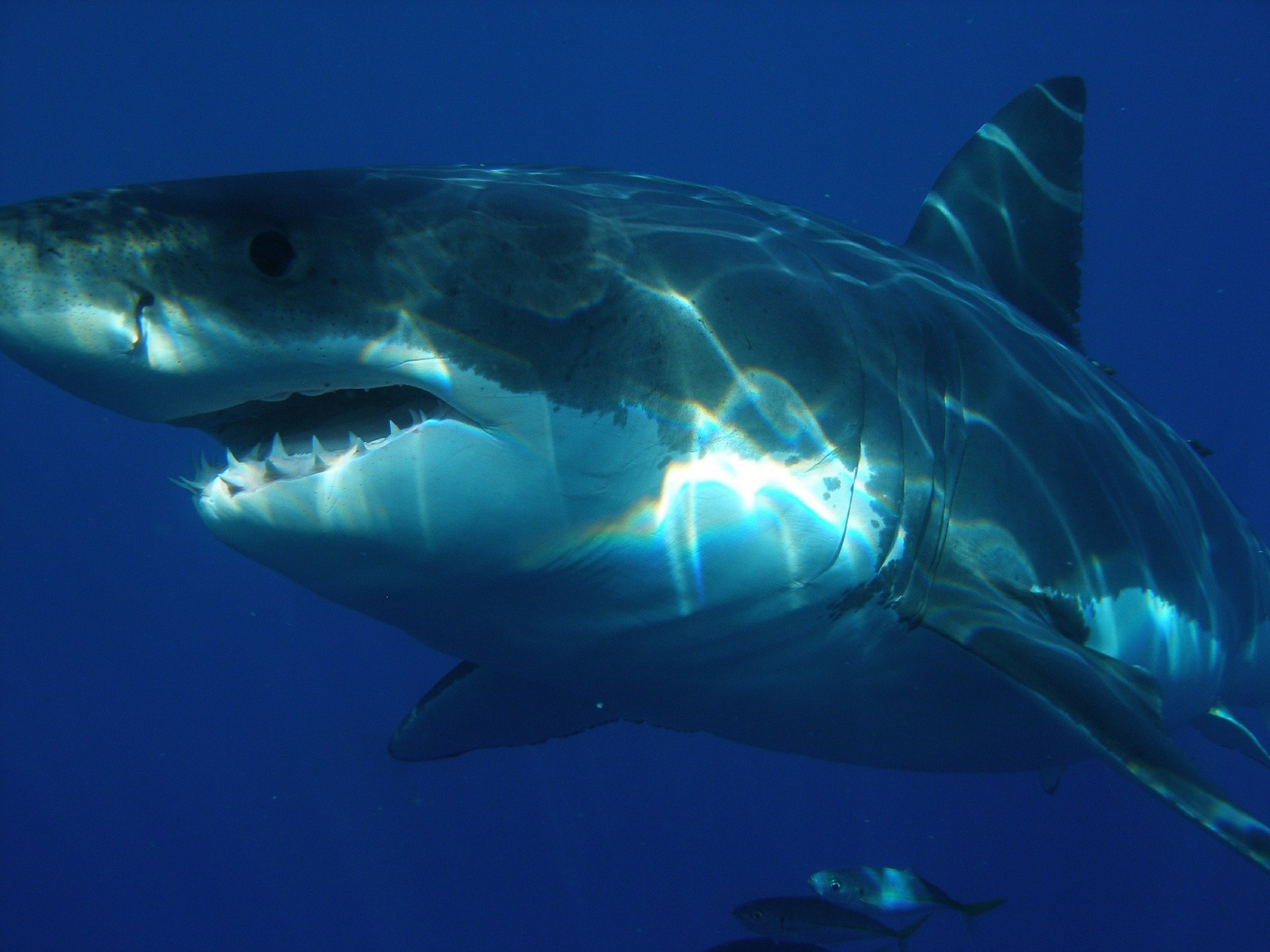 Köpekbalığı Karaciğeri Yağı Nedir