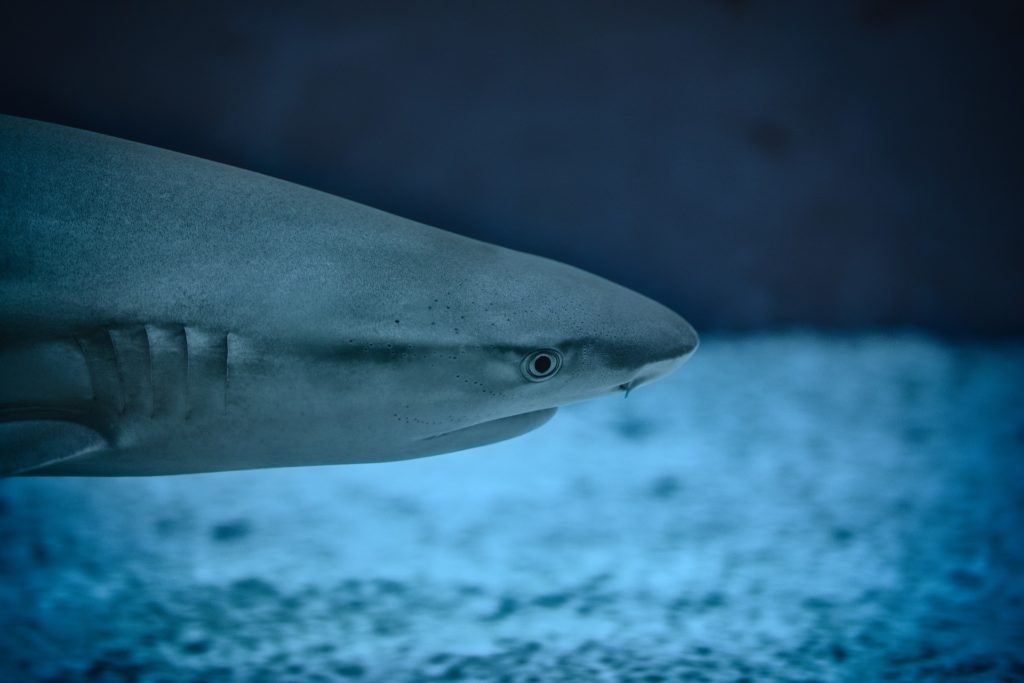 Köpekbalığı Karaciğeri Yağı Faydaları ve Saklama Koşulları