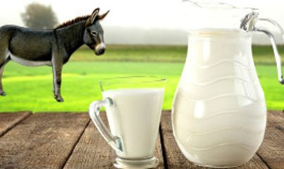 Eşek sütü faydalımı